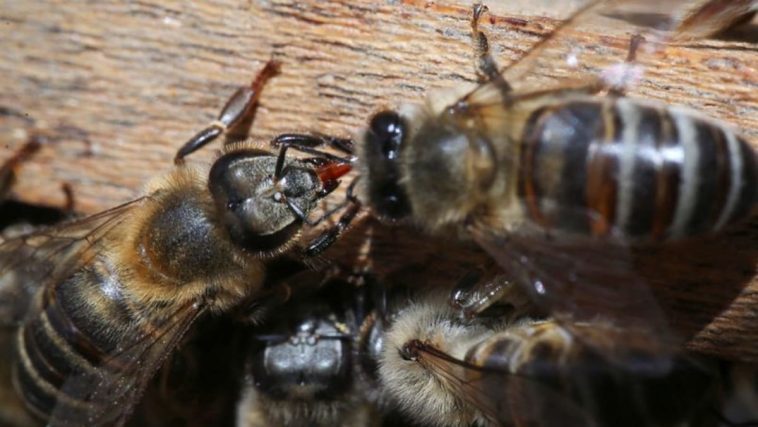 Científicos colombianos desarrollan suplemento para proteger a las abejas de los pesticidas