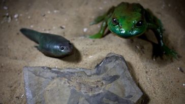 Científicos en Argentina desentierran el renacuajo más antiguo, de la época de los dinosaurios