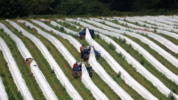 Los productos elaborados en Rumania se beneficiarán de un límite de margen de beneficio