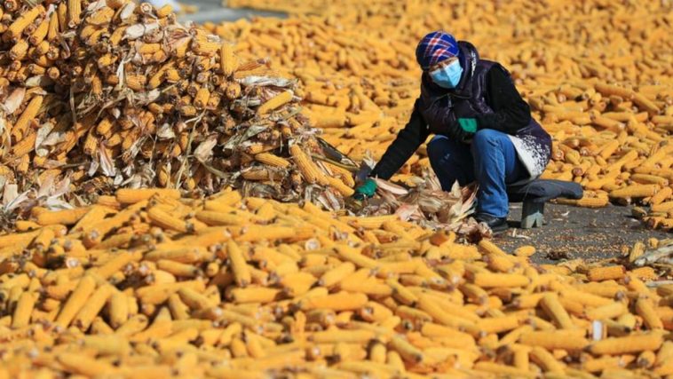 Más exportadores agrícolas kazajos se quejan de problemas con el tránsito a Rusia