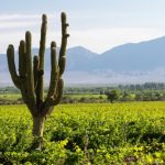 Un cactus alto que crece entre vides en un viñedo, con montañas al fondo