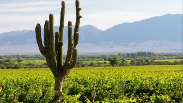 Un cactus alto que crece entre vides en un viñedo, con montañas al fondo