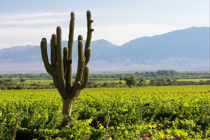 Un cactus alto que crece entre vides en un viñedo, con montañas al fondo