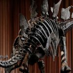 Museo de Nueva York presenta 'Apex', un estegosaurio casi completo