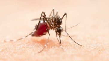 Un aumento en la circulación del dengue tipo 3 se consideró la causa de un aumento reciente en Brasil