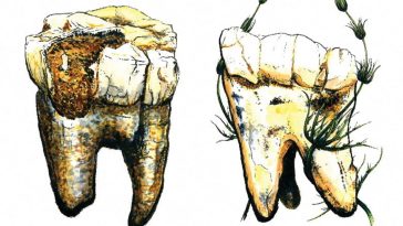 La carne no estaba en el menú del ancestro humano Australopithecus