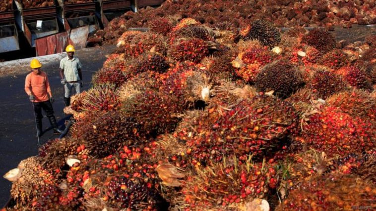 Las existencias de aceite de palma de Malasia alcanzaron en diciembre su nivel más bajo en 19 meses a medida que cae la producción