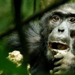 Los chimpancés salvajes se adaptan genéticamente a diferentes hábitats