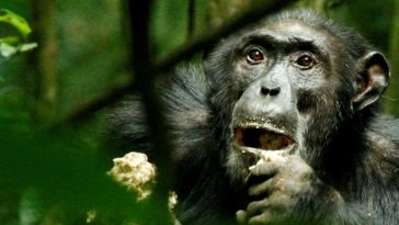 Los chimpancés salvajes se adaptan genéticamente a diferentes hábitats