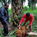 Las refinerías exclusivas de la India cancelan los pedidos de aceite de palma debido al aumento de los precios