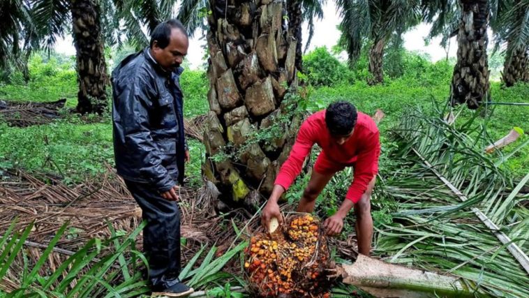 Las refinerías exclusivas de la India cancelan los pedidos de aceite de palma debido al aumento de los precios