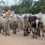 Las autoridades bolivianas están priorizando la demanda de carne doméstica