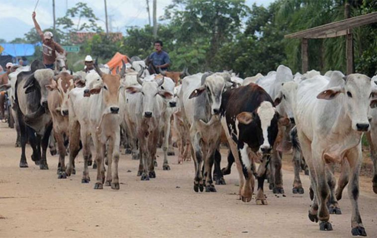 Las autoridades bolivianas están priorizando la demanda de carne doméstica